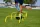 Lynxsport GmbH 5er-Set Mini-Trainingshürden - Höhenverstellbar 23/30cm